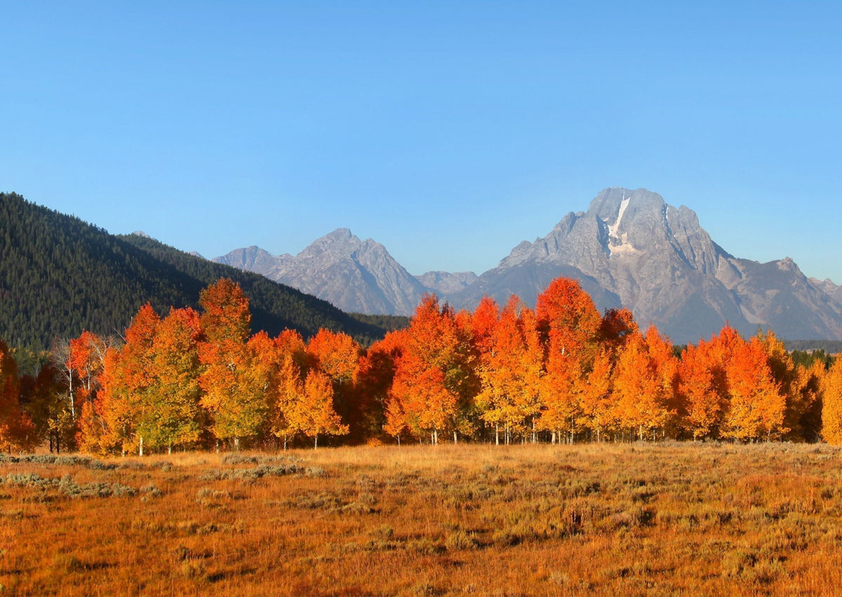 Wilderness Is Remembering