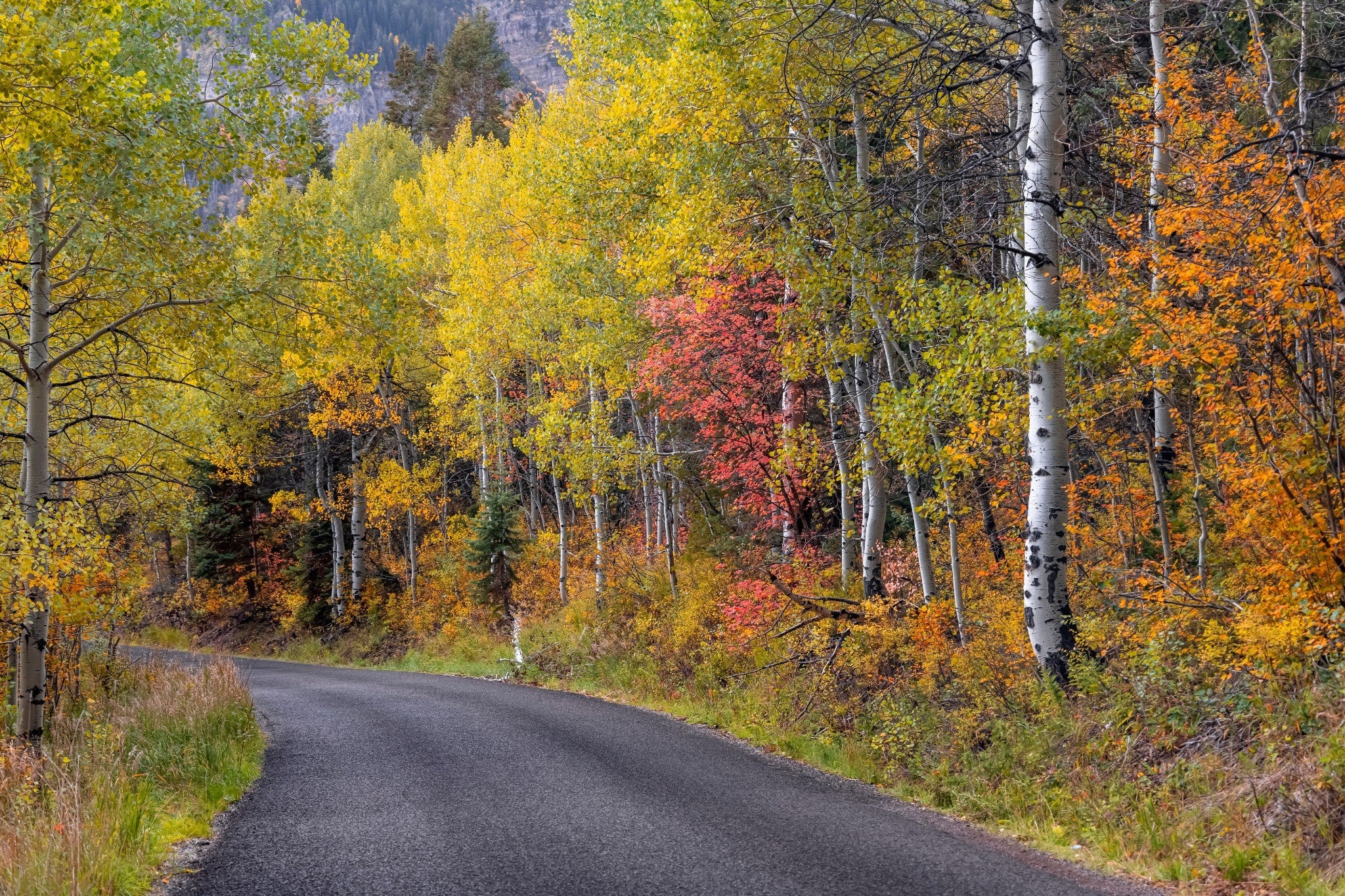 Autumn aspens in gold, amber and red along the Alpine Loop in Utah