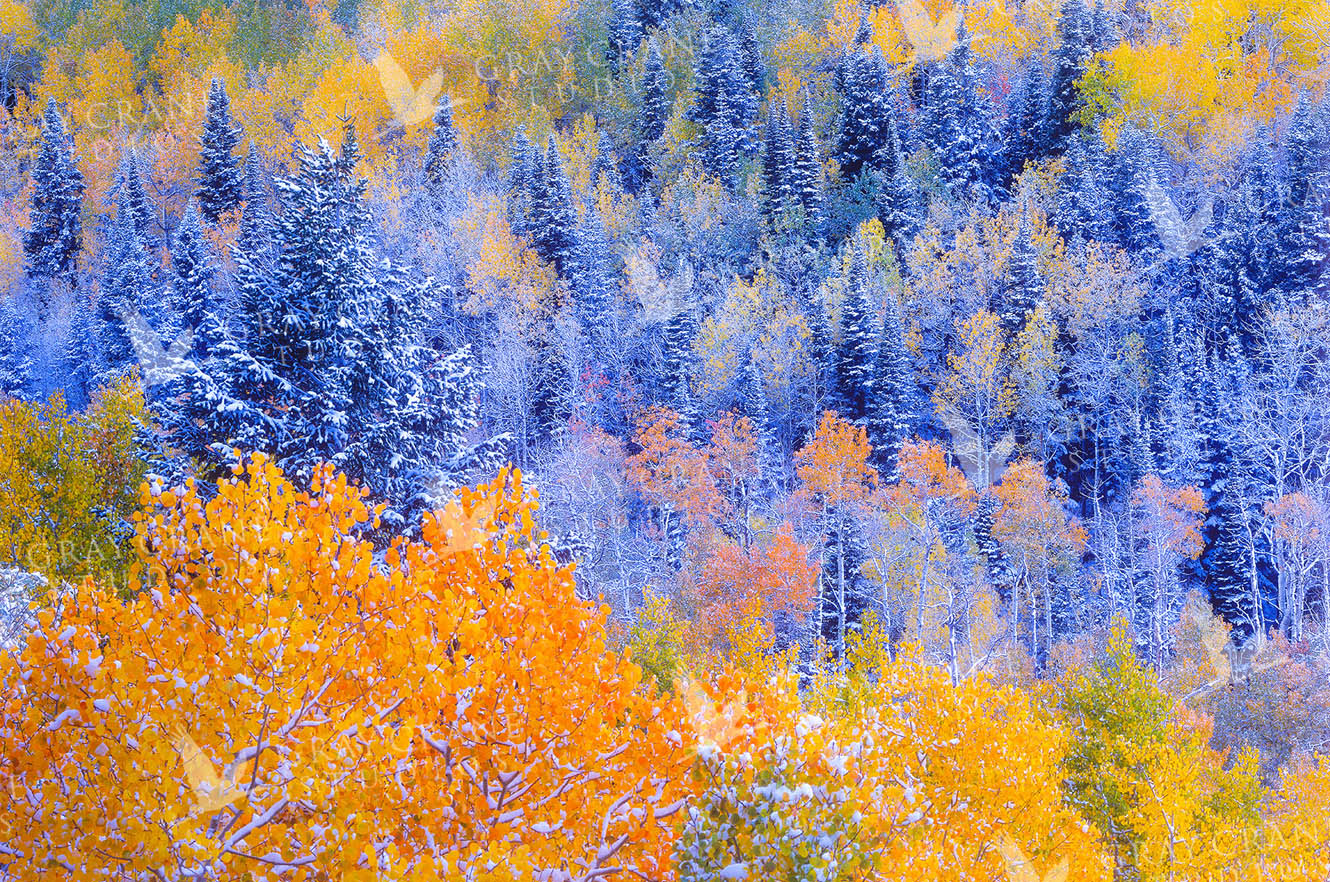 Autumn Trim II