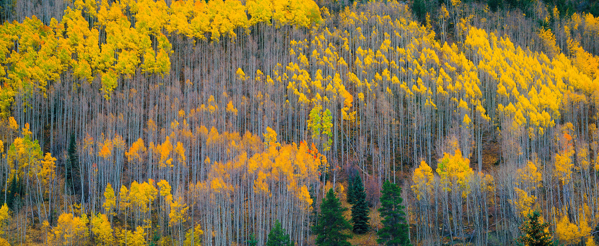 Lollipop Aspen