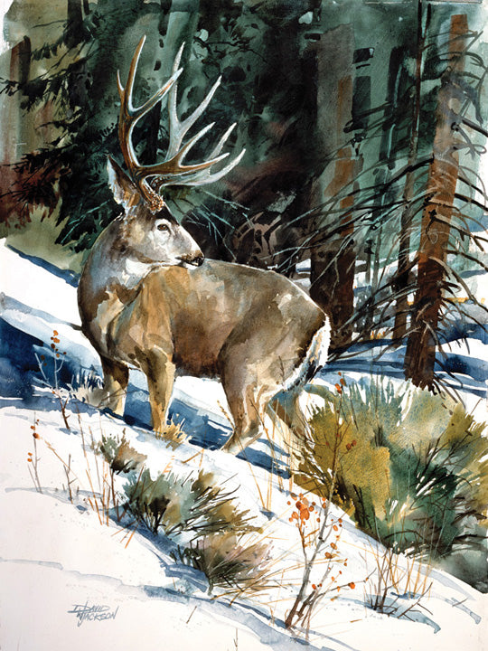 Mule Deer
