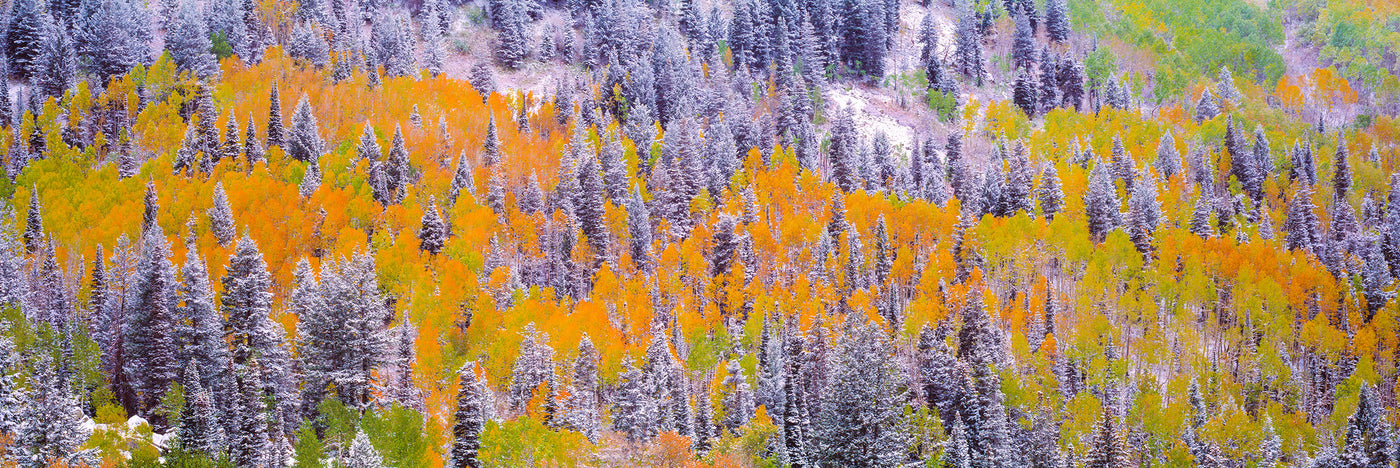 Snow Trim Trees
