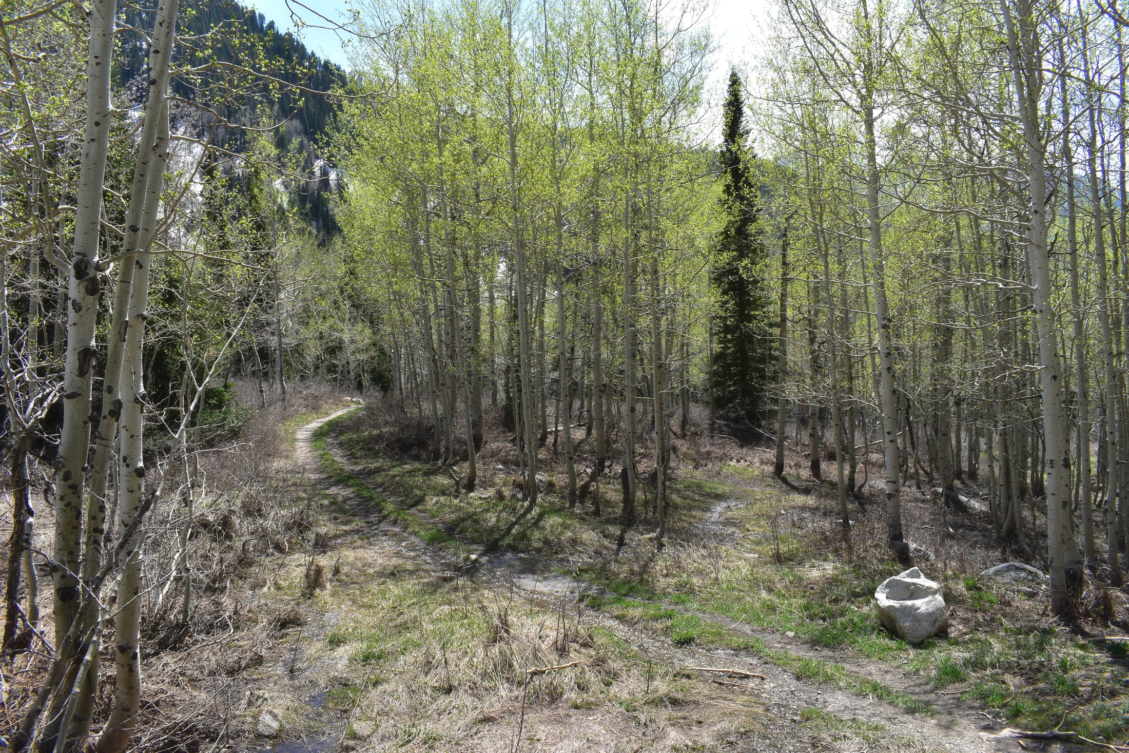 Early spring aspen grove with new leaves emerging along a mountain trail