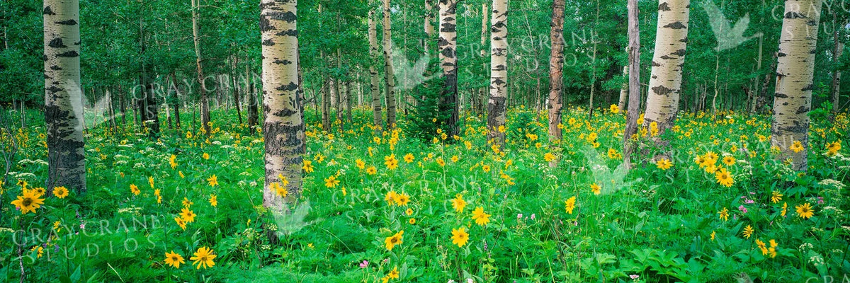 Summer Aspen