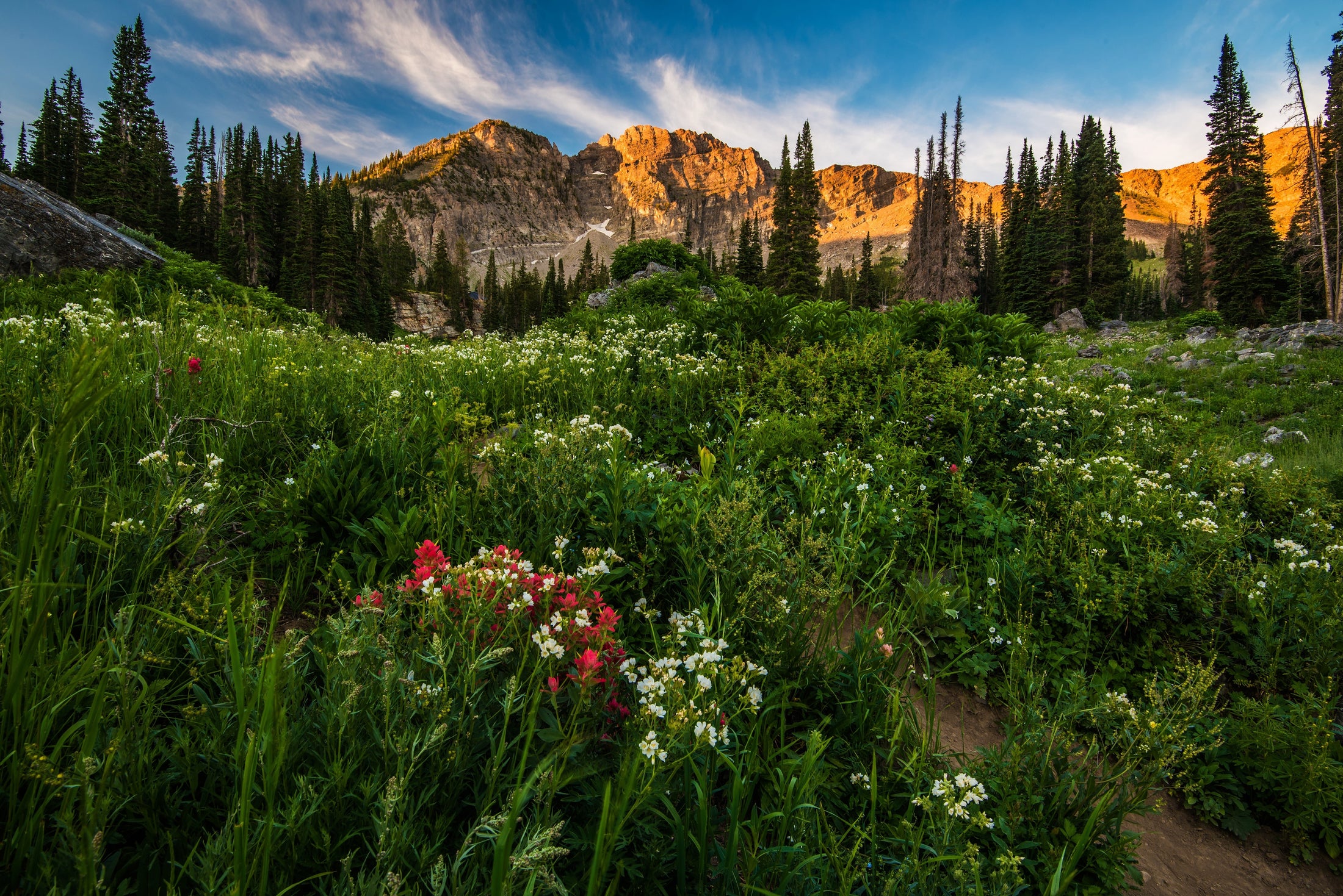 Summer wildflowers and grasses beneath sunlit peaks in Utah's Wasatch Mountains