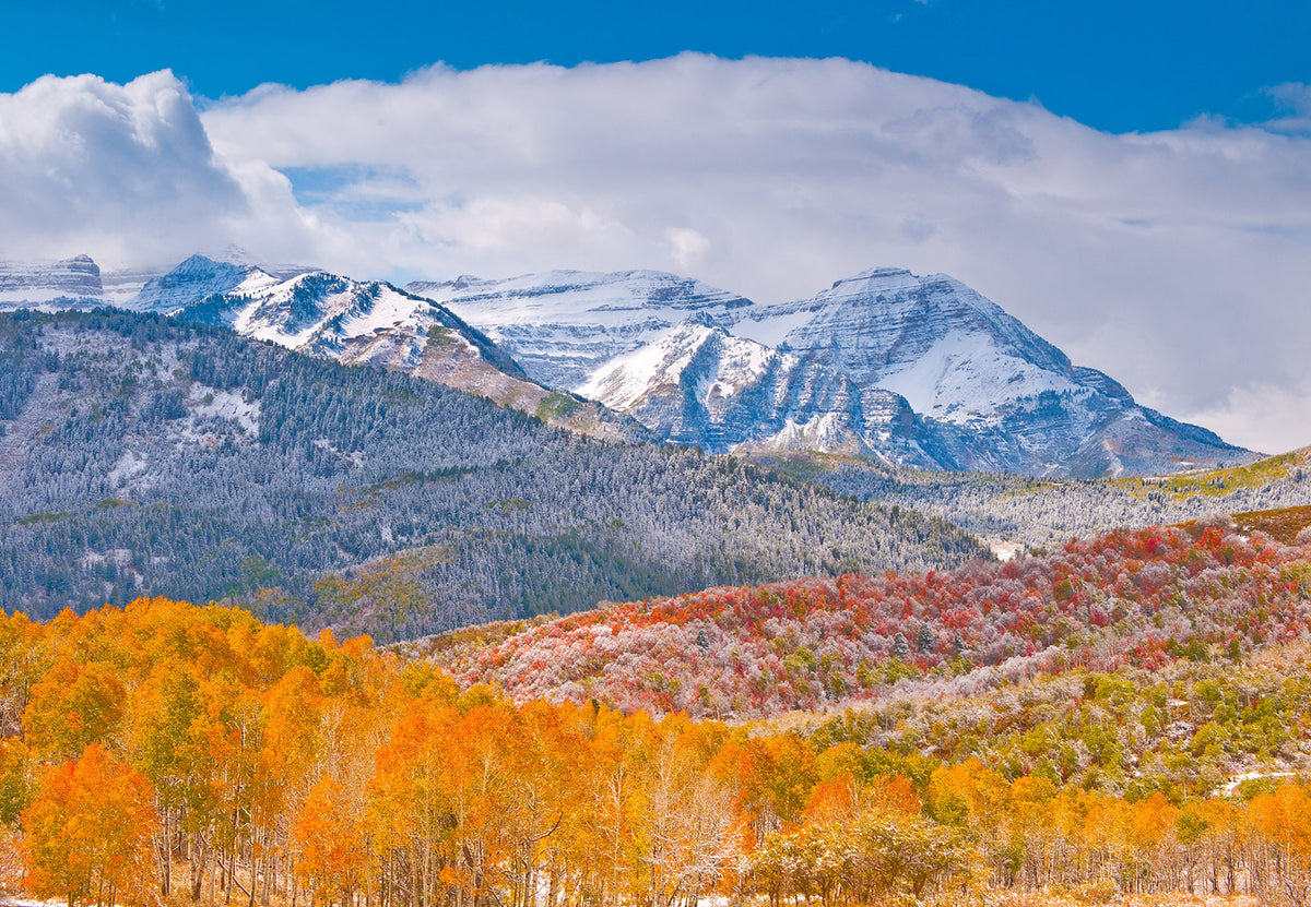 Timp Colors