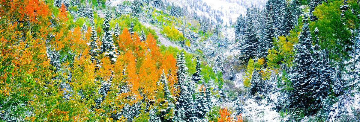 Wasatch Autumn