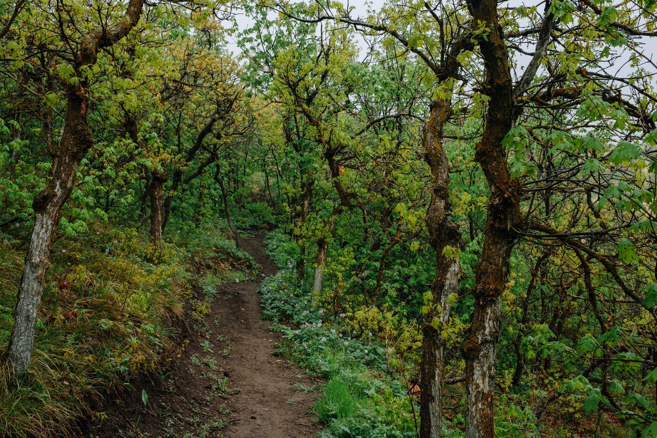 Narrow hiking trail disappearing through a green scrub oak forest in Utah