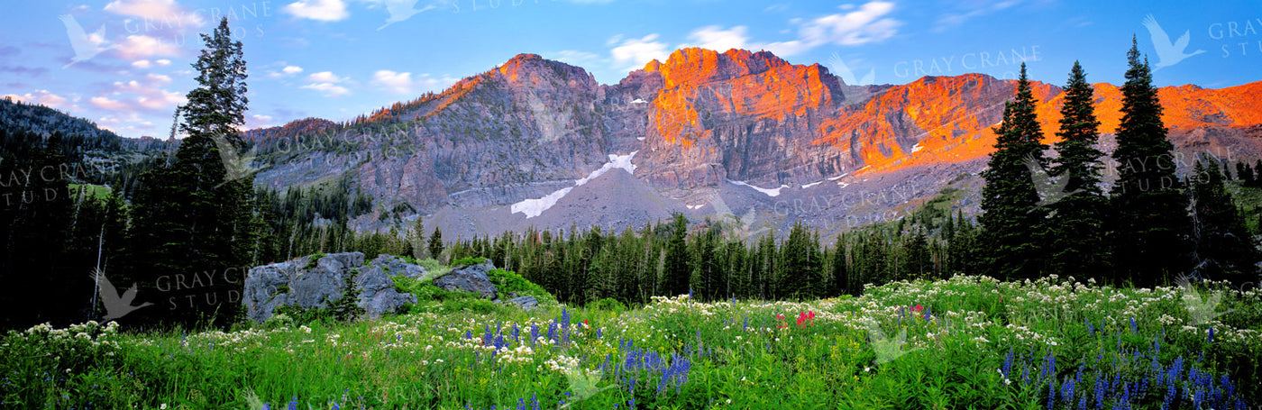 Albion Sunrise