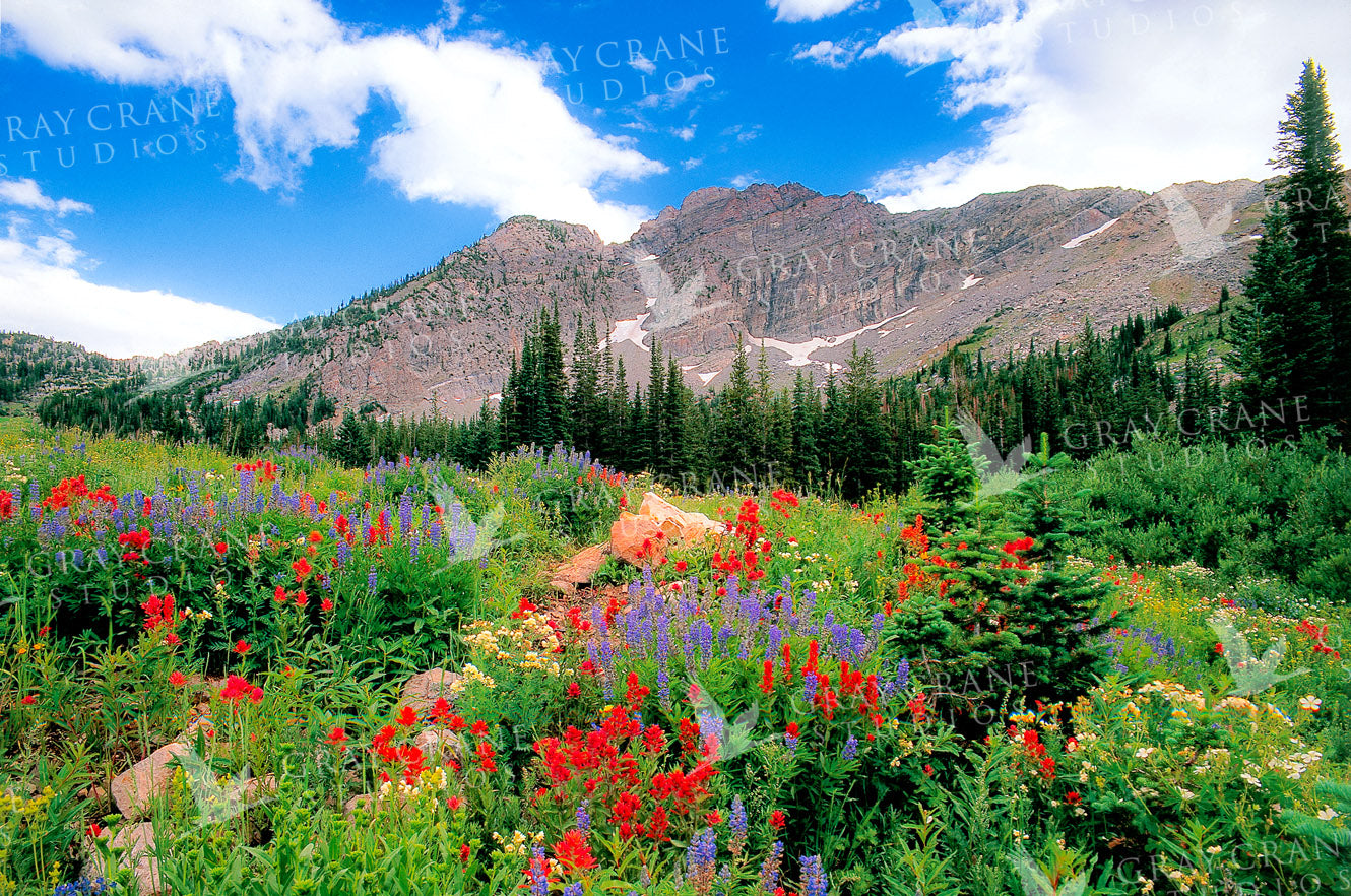 Albion & Wildflowers
