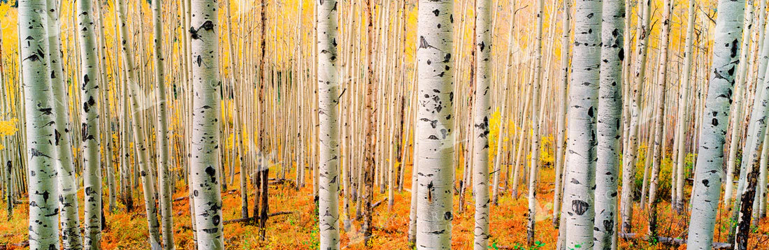 Aspen Army
