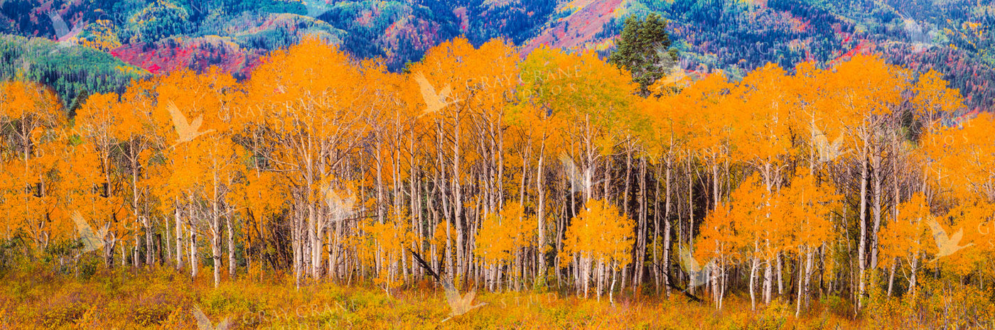 Aspen Stand