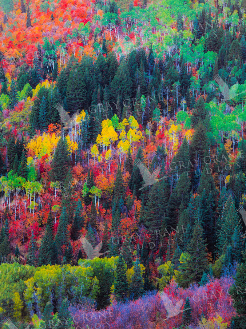 Autumn Tapestry