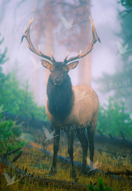 Blue Elk