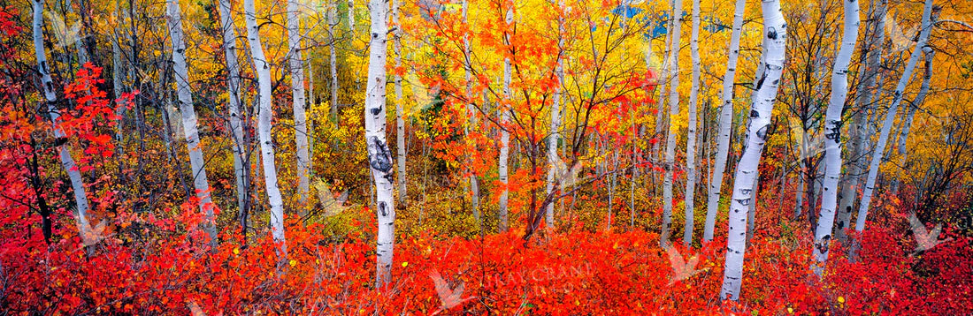 Changing Seasons