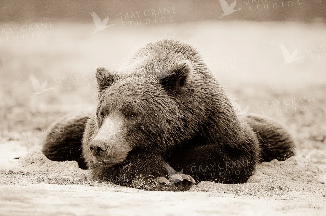 Daydreamer
