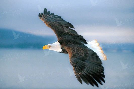 Eagle in Flight