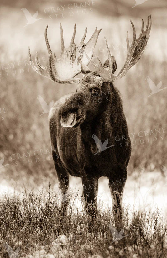 Emperor of Wyoming