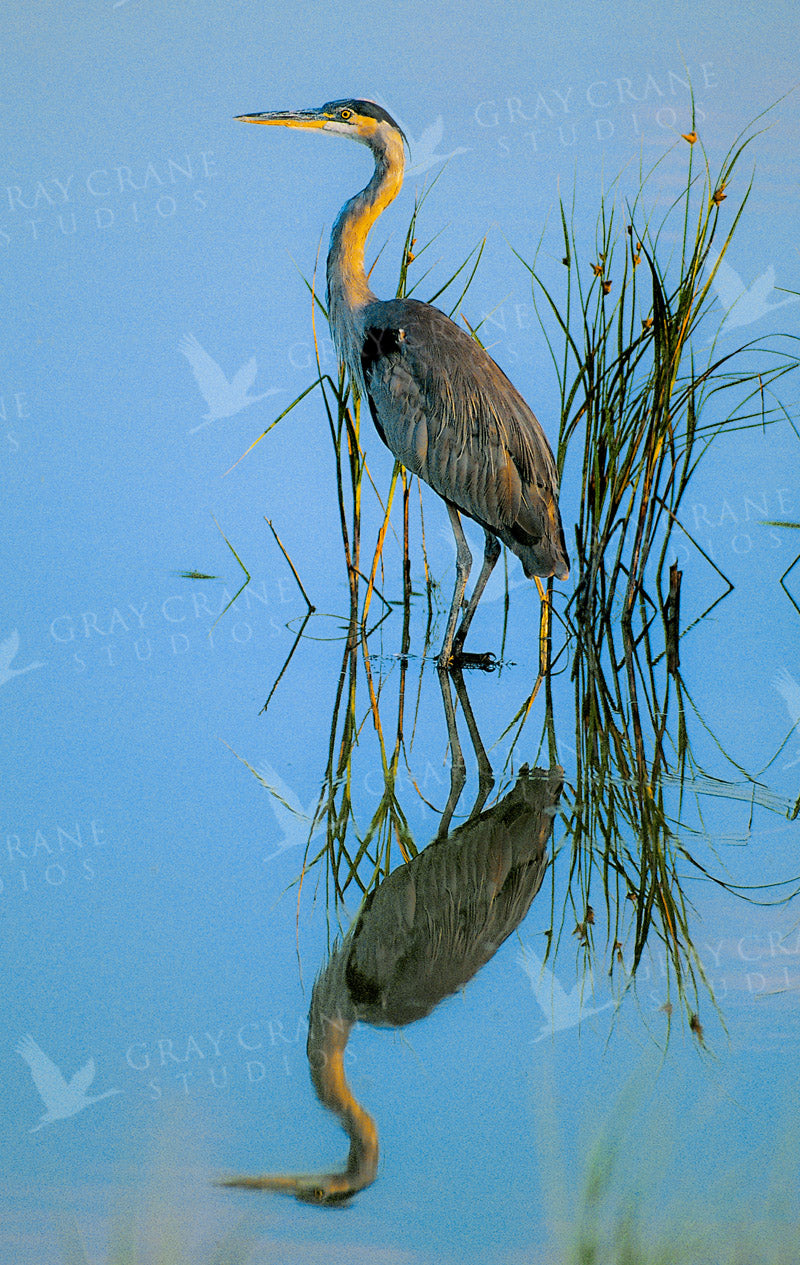 Great Blue