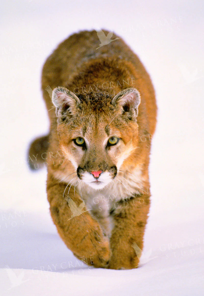 Lion in Winter