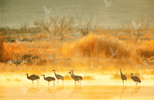 Morning Cranes