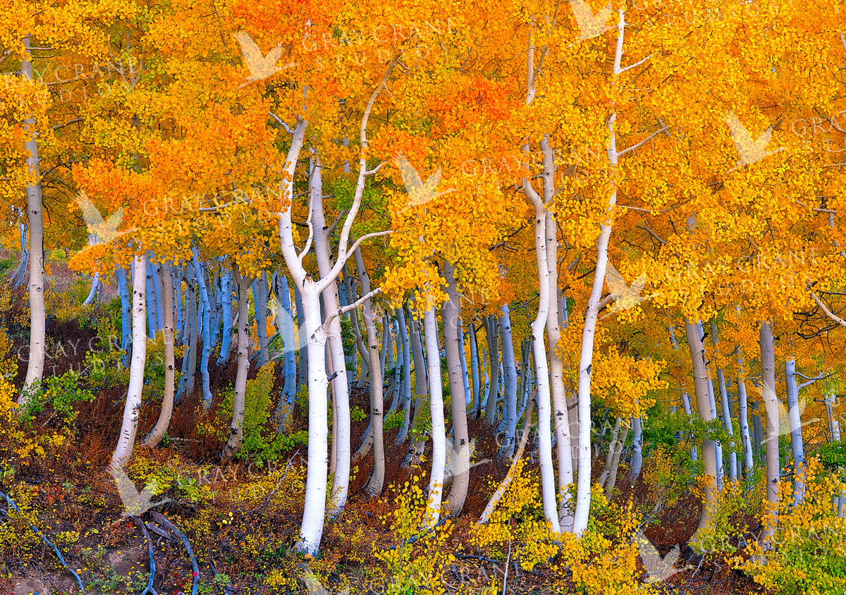 October Aspen