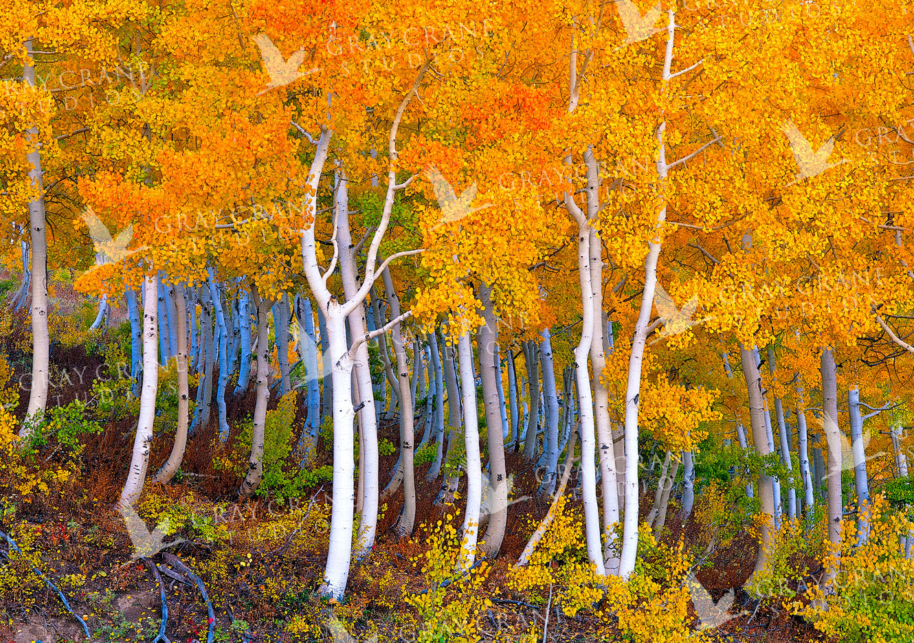October Aspen