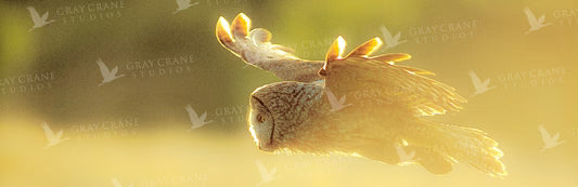 Owl in Flight