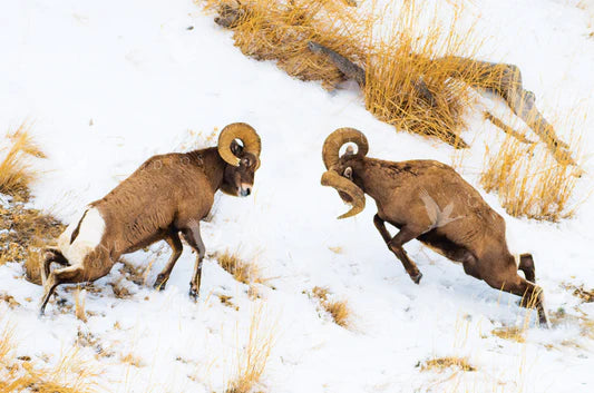Ram On
