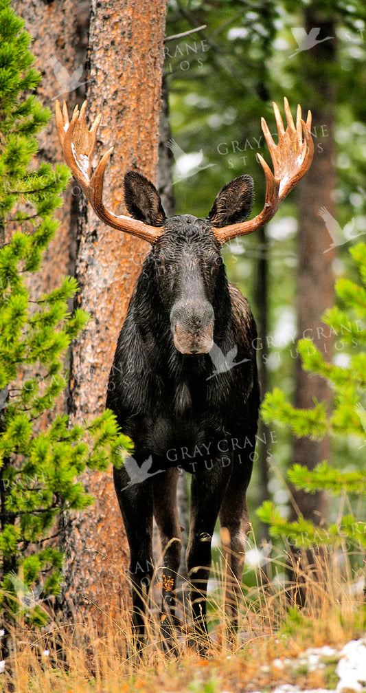 Skinny Chocolate Moose