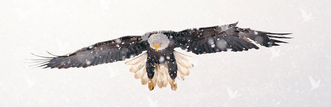 Spirit Eagle
