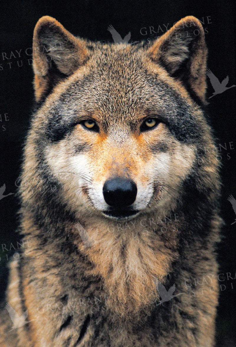 Timberwolf