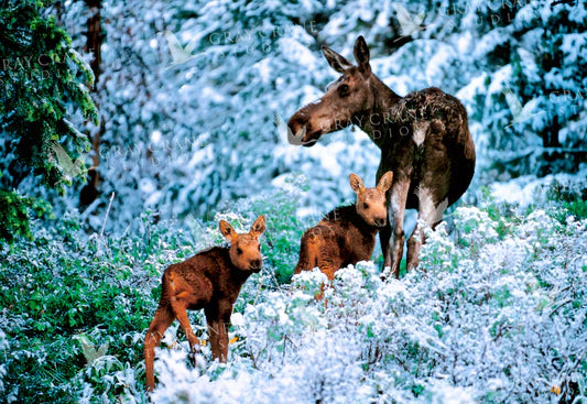 Twins First Snow