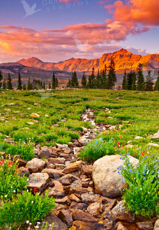 Uintah Creek & Wildflowers