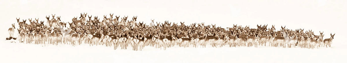 The Wild Bunch