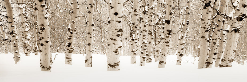 Winter Aspen