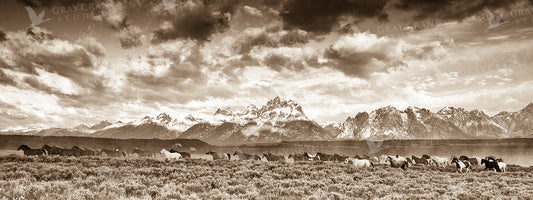 Wyoming Skies