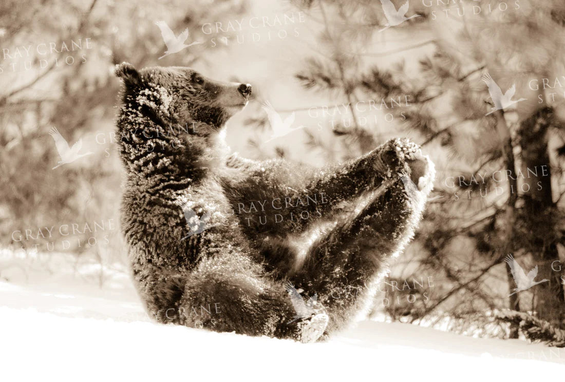 Yoga Bear
